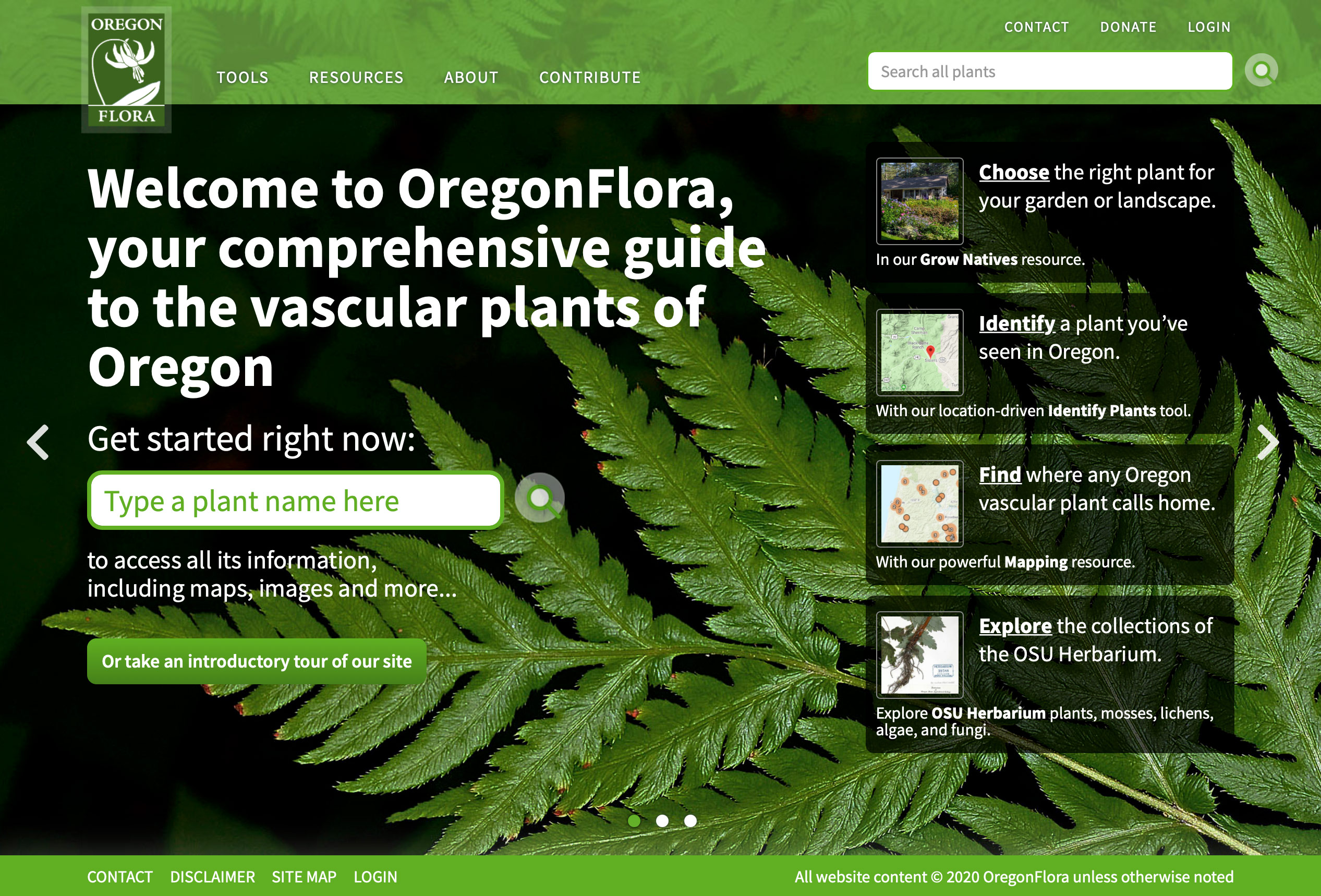 Oregon Flora home page (Matt Giraud, Creative Director, Gyroscope Creative)