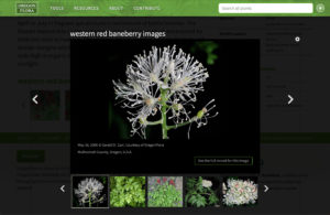 Oregon Flora Plant slideshow (Matt Giraud, Creative Director, Gyroscope Creative)